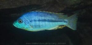 Protomelas spilopterus 'Luwala Reef'