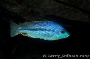 Protomelas spilopterus 'Luwala Reef'