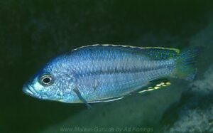 Protomelas spilopterus 'Mdoka'