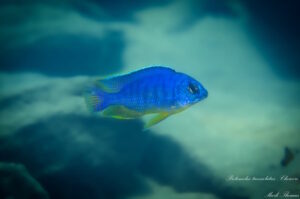 Protomelas taeniolatus 'Chewere'