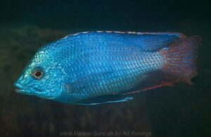 Protomelas taeniolatus 'Chimwalani Reef'
