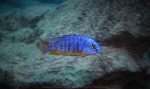 Protomelas taeniolatus 'Chitande Island