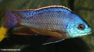 Protomelas taeniolatus 'Kambiri'