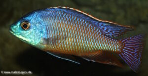 Protomelas taeniolatus 'Kambiri'