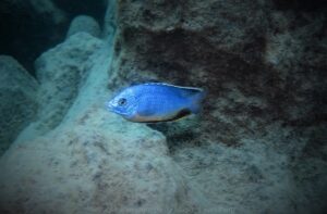 Protomelas taeniolatus 'Katale Island'