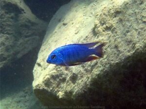 Protomelas taeniolatus 'Lion's Cove'