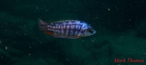 Protomelas taeniolatus 'Makokola Reef'