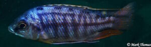 Protomelas taeniolatus 'Makokola Reef'
