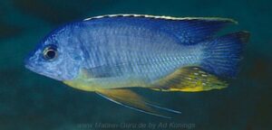 Protomelas taeniolatus 'Makonde'