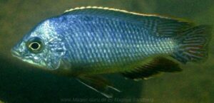 Protomelas taeniolatus 'Maleri Island'