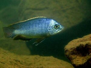 Protomelas taeniolatus 'Maleri Island'