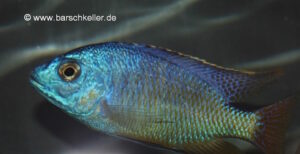 Protomelas taeniolatus 'Mazinzi Reef'