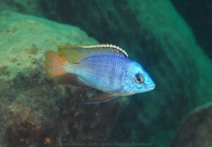Protomelas taeniolatus 'Mbenji Island'