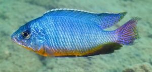 Protomelas taeniolatus 'Mdowa'