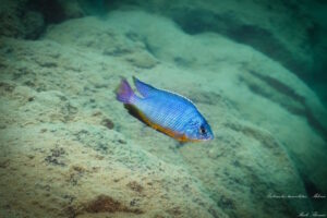 Protomelas taeniolatus 'Mdowa'