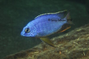 Protomelas taeniolatus 'Mitande Reef'
