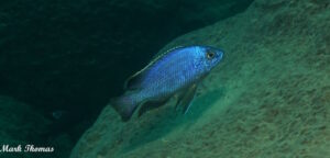 Protomelas taeniolatus 'Mitande Reef'