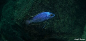 Protomelas taeniolatus 'Mitande Reef'