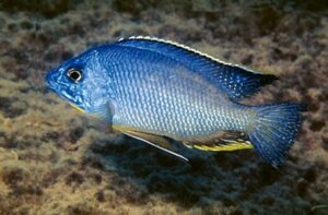 Protomelas taeniolatus 'Mumbo Island'