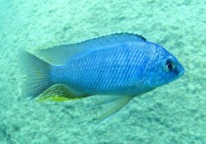 Protomelas taeniolatus 'Mumbo Island'