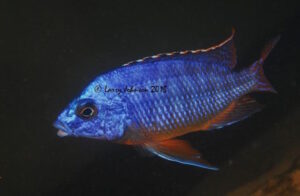 Protomelas taeniolatus 'Nakantenga Island'