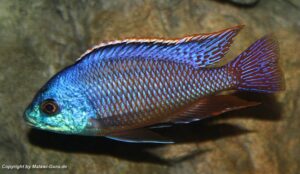 Protomelas taeniolatus 'Namalenje Island'