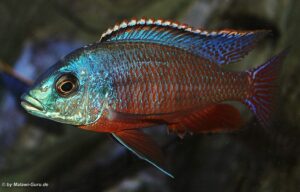 Protomelas taeniolatus 'Namalenje Island'