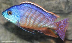 Protomelas taeniolatus 'Namalenje Island'