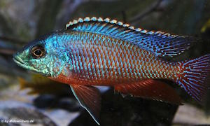 Protomelas taeniolatus