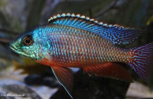 Protomelas taeniolatus