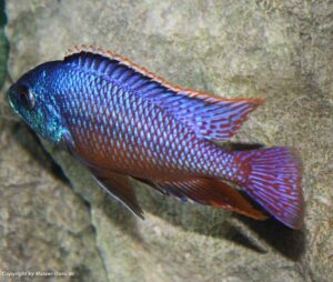 Protomelas taeniolatus 'Namalenje Island'