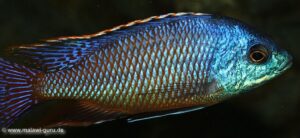 Protomelas taeniolatus 'Namalenje Island'