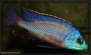 Protomelas taeniolatus 'Namalenje Island'