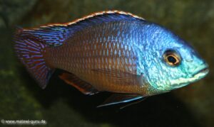 Protomelas taeniolatus 'Namalenje Island'