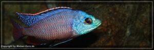 Protomelas taeniolatus