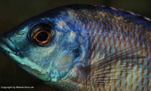 Protomelas taeniolatus 'Namalenje Island'