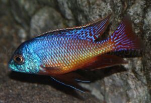Protomelas taeniolatus 'Namalenje Island'