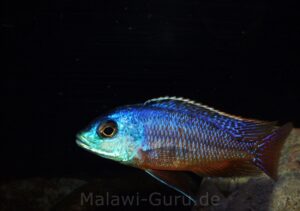 Protomelas taeniolatus 'Namalenje Island'