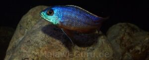 Protomelas taeniolatus