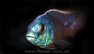 Protomelas taeniolatus 'Namalenje Island'
