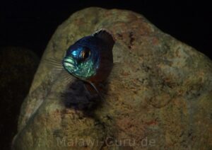 Protomelas taeniolatus 'Namalenje Island'