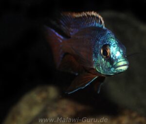 Protomelas taeniolatus 'Namalenje Island'