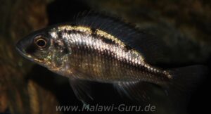 Protomelas taeniolatus 'Namalenje Island'