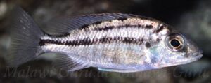 Protomelas taeniolatus 'Namalenje Island'