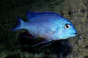 Protomelas taeniolatus 'Nkhata Bay'