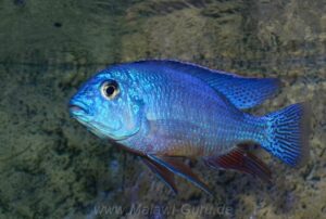 Protomelas taeniolatus 'Nkhata Bay'