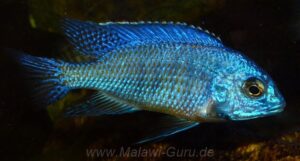Protomelas taeniolatus 'Nkhata Bay'