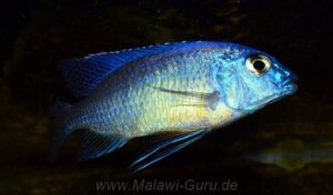 Protomelas taeniolatus 'Nkhata Bay'