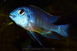 Protomelas taeniolatus 'Nkhata Bay'