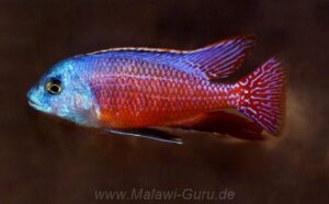Protomelas taeniolatus 'Senga Point'